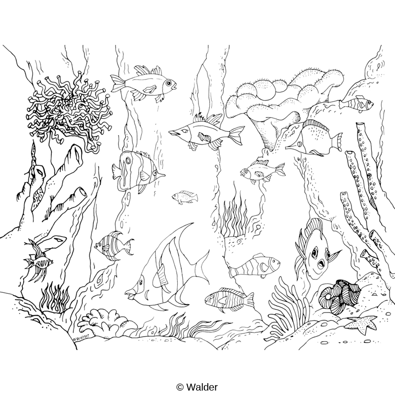 Aquarium Walder Education aquarium-walder-education