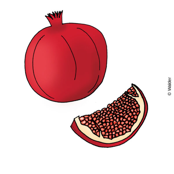 Pomegranate