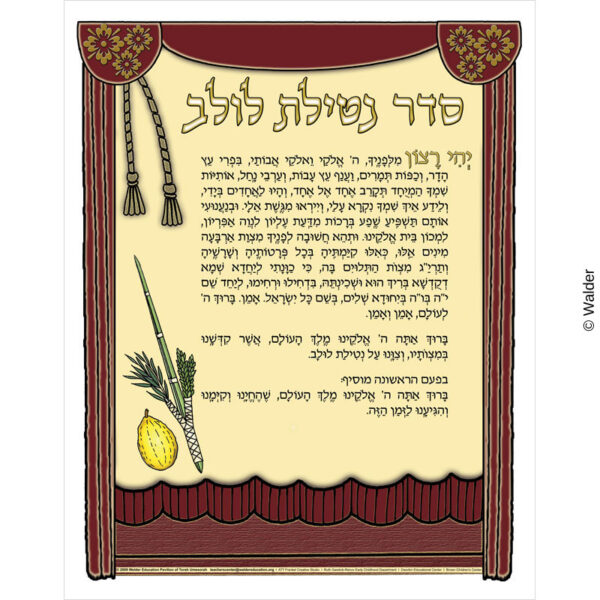 Seder Netilas Lulav