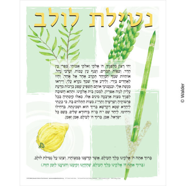 Seder Netilas Lulav