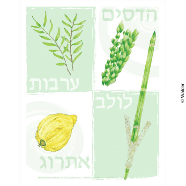Arbaas Haminim, Four Species